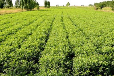 甘草种植条件要求,土壤PH值在7.2-9之间为佳