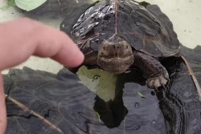 怎么养亚巨龟才能让它快速生长,需保持干净的水质和适宜的温度