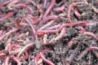 红蚯蚓的优点，用来钓鱼非常适合