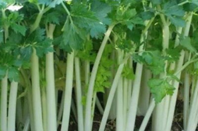 水芹的产地,原产亚洲东部