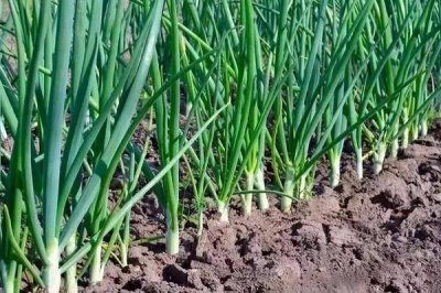 山东大葱的产地，主要有寿光市、胶州市、聊城市等