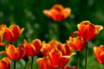 郁金香有哪些品种,可分为早花、中花、晚花这三种品系