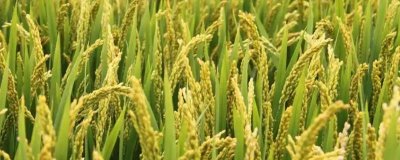 雄两优奥美香水稻品种的特性,全生育期133.9天