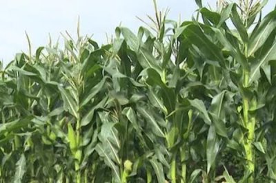 玉米的亩产量,会受到品种、种植地区等条件的影响