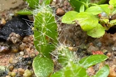 火龙果苗怎么过冬，可采用埋土法进行防寒