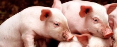 怎么判断猪得了猪瘟,一般体温会升高且精神不振