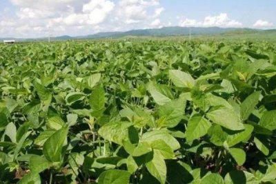 小粒黄豆的栽培技术,播种前要晾晒好种子