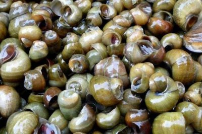 田螺是什么动物,是田螺科软体动物的统称