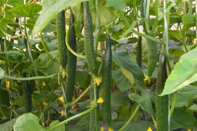 黄瓜生理病害有哪些，易造成节间长、易倒伏等