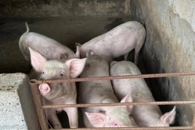 小猪咬架怎样处理，可以分圈饲养或足量投喂饲料等
