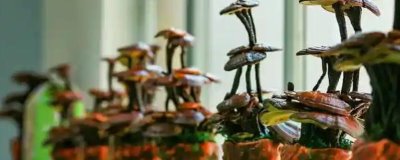 灵芝盆景的养殖环境，喜欢高温的环境