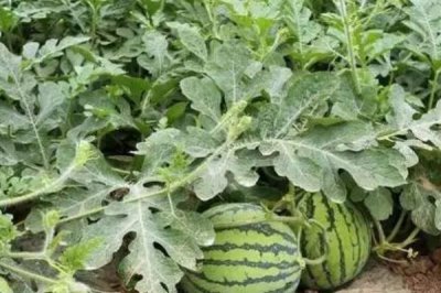 西瓜底肥怎么施,一般都会使用有机肥