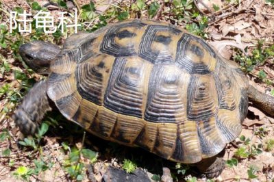 龟的种类,共有这12科
