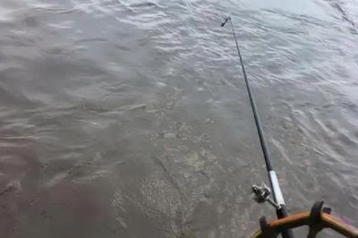 江鼠的产地,广泛分布在长江至珠江各水系