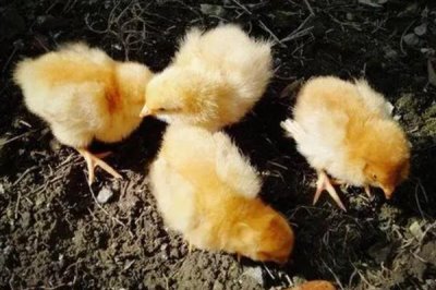 小鸡养几个月可以吃,通常需要根据养殖方式而定