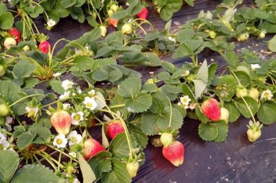 草莓是花托还是果实,草莓是花托