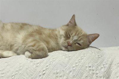 猫咪为什么会患上糖尿病,主要是肥胖、内分泌失调、遗传因素所致