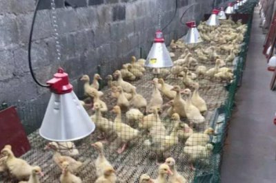 冬季养鸡的注意事项，要给它们做保暖措施