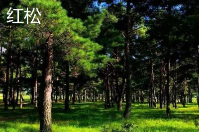雪松和红松的区别，树干、叶、花和果均不同