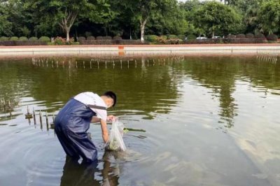 梭子蟹能人工养殖吗,梭子蟹通常可以人工养殖