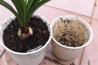 冬天给花卉换盆需要马上浇水吗，浇水保湿可加快服盆速度