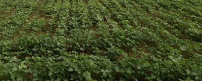 吉兴豆1号大豆种子特点,注意防治大豆蚜虫