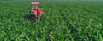 玉米苗期可以喷哪种叶面肥,尿素、磷酸二氢钾等肥料均可使用