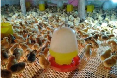 雏鸡采食量低的原因及解决办法,可能是育雏温度不佳或水质的原因