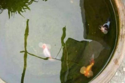 大水缸养鱼养得活吗,广温性鱼类可以养活