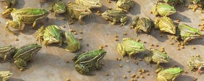 如何养殖青蛙,投放前需要对养殖场所消毒处理