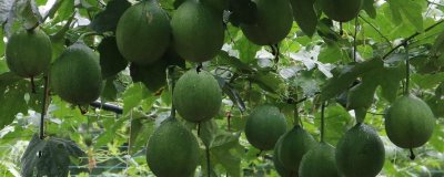 瓜蒌的种植要点,移栽要在无霜期后尽早进行