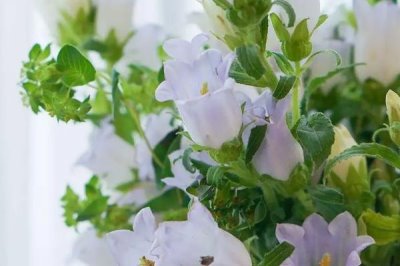 风铃草简介，花朵钟状似风铃