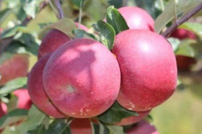 好吃的十大苹果品种,口感和甜度均不同