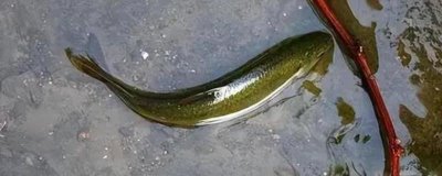 青鱼的养殖技术,培育好饵料之后再开始进行放养