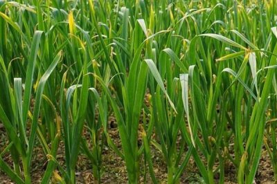 大蒜的种植深度，一般为3-5cm