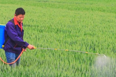 打什么药物可以让小麦高产，芸苔素内脂、磷酸二氢钾皆为适宜选择
