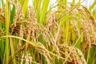 蜜蜂授粉相较于人工授粉的优缺点,蜜蜂授粉效率相较于人工授粉要更高