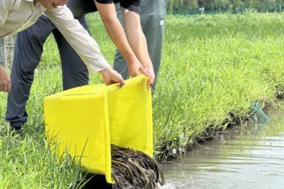 养殖黄鳝的误区，容易出现种苗选购不当、饲料选取不当等问题