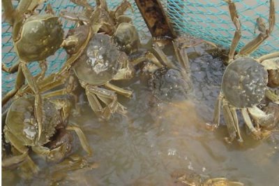 河蟹吃什么食物,主要食用水草、动物腐尸、小鱼虾等