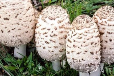 鸡腿菇种植技术，春秋两季皆可栽培