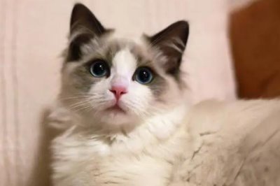 布偶猫为什么那么贵,好看且国外引进成本高昂