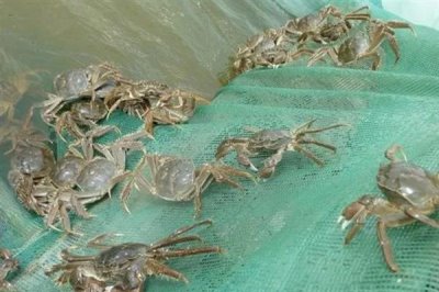 河蟹的价格,一斤需要10-35元左右