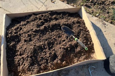 虎皮兰怎么养殖,冬季每隔10天浇一次水