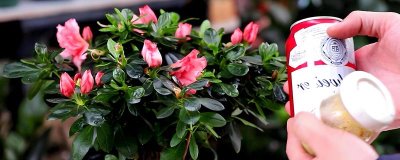 啤酒能浇花吗，稀释后可以浇花