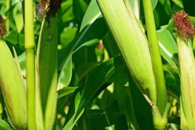 伊邦9号玉米种子特征特性，中抗茎腐病