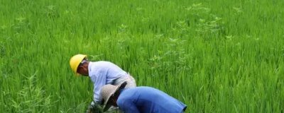 打除草剂多久再打营养药,要间隔半个月左右