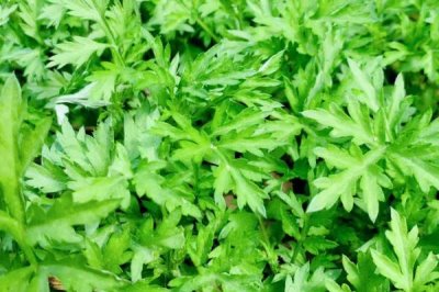 农村常见野果,荆棘丛中常见羊奶果