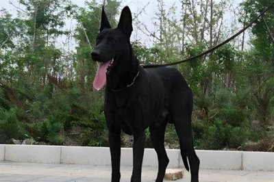 农村养什么动物可以赚钱,毛驴、鹅、野猪等动物值得选择