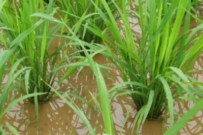 国泰香优龙占水稻种子特征特性，每亩有效穗数15.5万穗