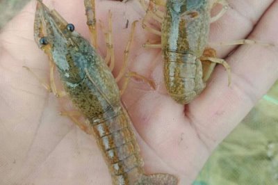 怎么养殖小龙虾,清塘消毒、培育浮游生物后再放入虾苗